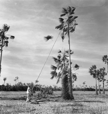 Extração e produção da Carnaúba