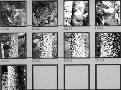 Flora no Sítio Burle Marx