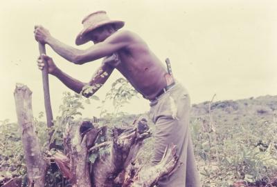 Roça no quilombo de Sibaúma