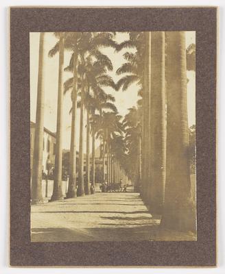 Palmeiras Imperiais na Rua Paissandu