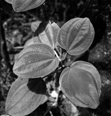 Flora do Jardim Botânico do Rio de Janeiro