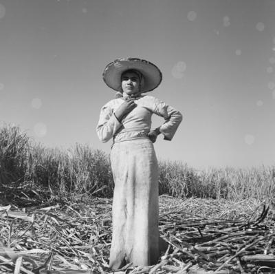 Lavoura canavieira, trabalhadores