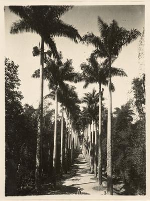 Avenida das Palmeiras Imperiais