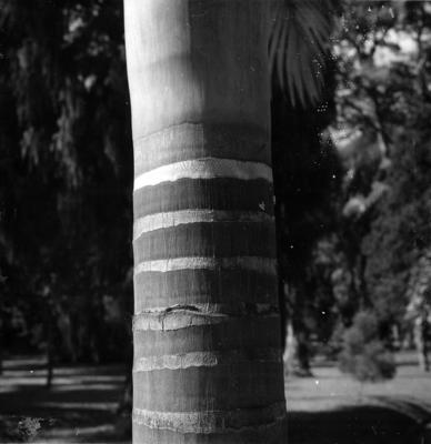 Flora do Jardim Botânico do Rio de Janeiro