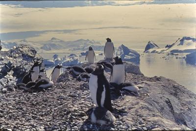 Aventuras de Igor na Antártida