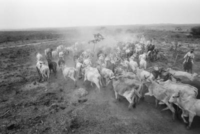 Série Guimarães Rosa - Boiada
