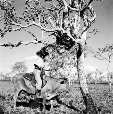 Vaqueiro - Ilha Mexiana