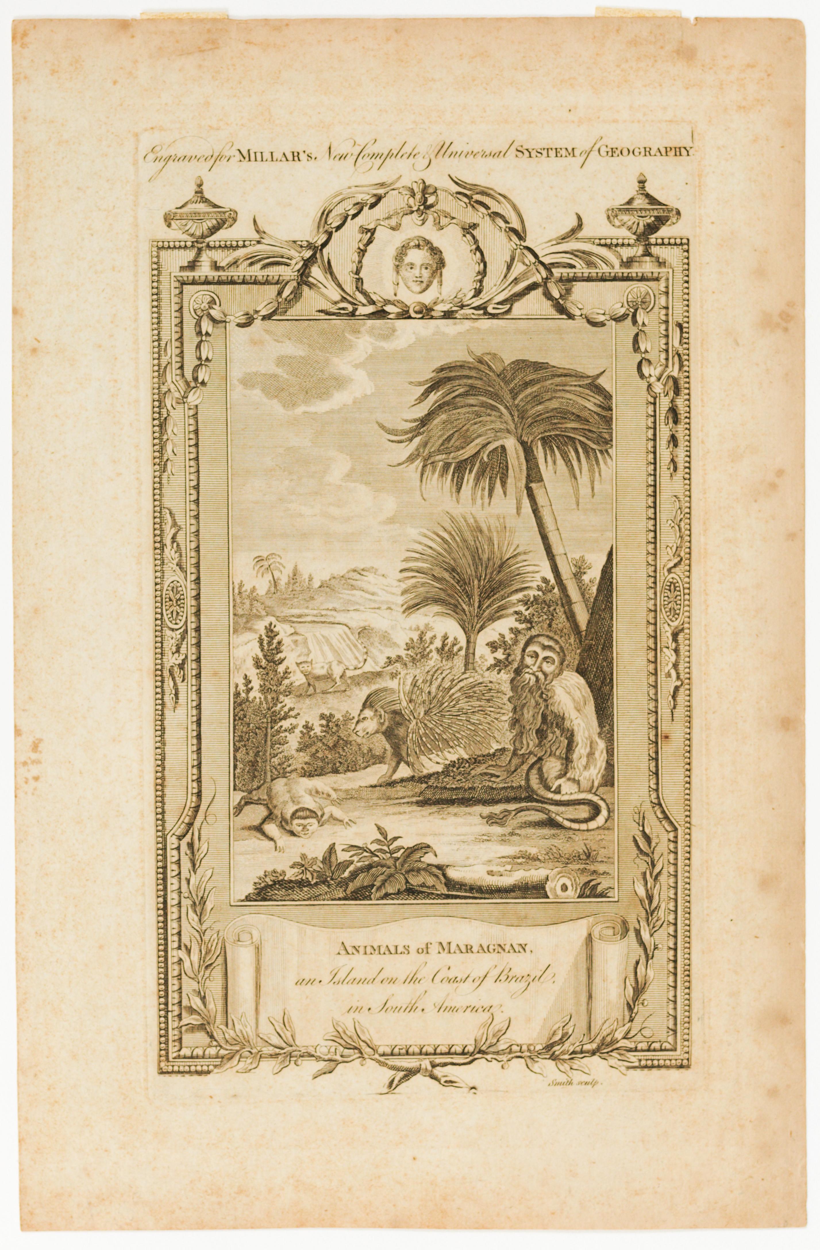 Animals of Maragnan, an Island on the Coast of Brazil, in South America