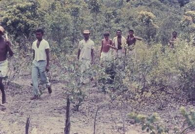 Roça do quilombo de Sibaúma