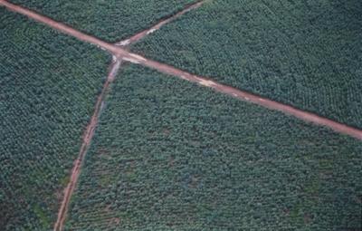 Vista aérea de estrada em meio à floresta