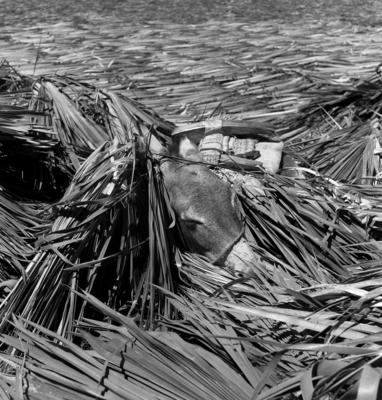 Extração e produção da Carnaúba, jumento