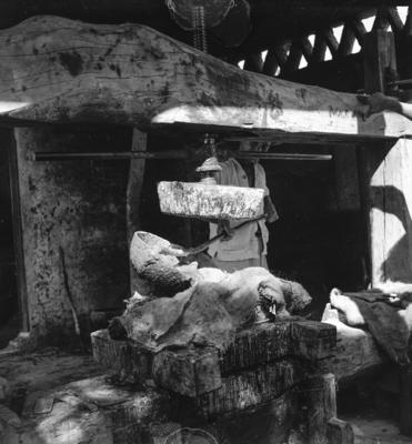 Extração e produção da Carnaúba