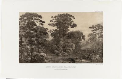 (O bosque araucária brasiliana na Província de Minas [Gerais])