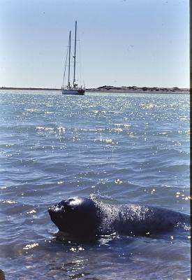 Aventuras de Igor na Antártida