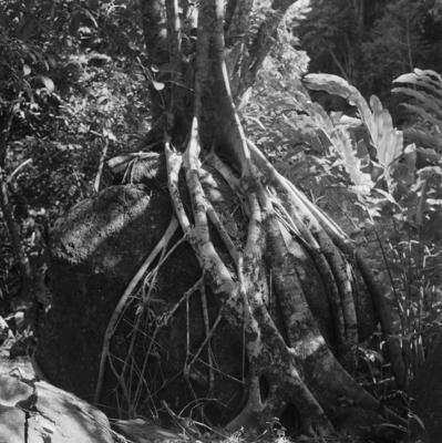 Flora no Sítio Burle Marx