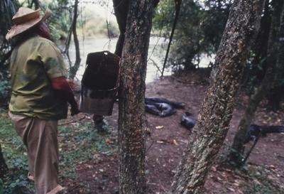 Jacarés e seringueiro