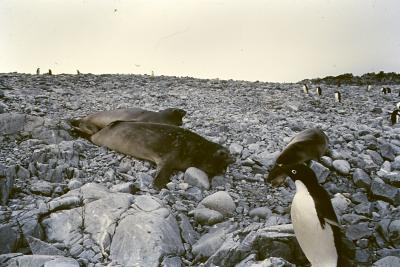 Aventuras de Igor na Antártida