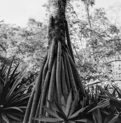 Flora do Jardim Botânico do Rio de Janeiro