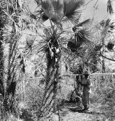 Extração e produção da Carnaúba