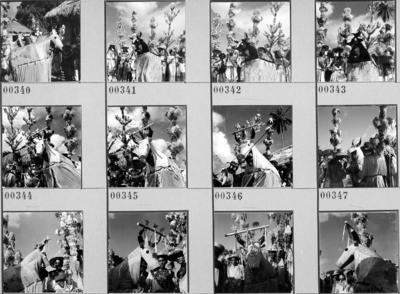 Bumba meu boi, festa popular