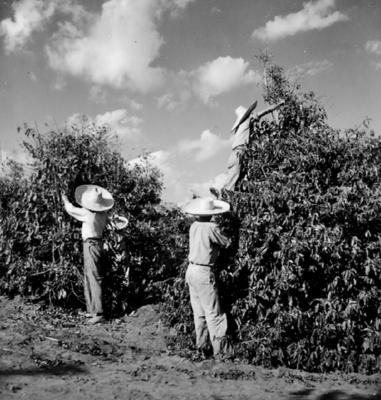 Colheita de café