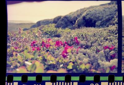 Viagem com a bióloga Livia Monami para registrar a caça da baleia branca