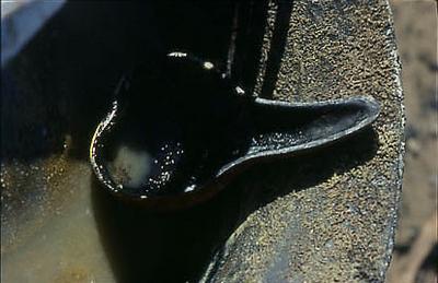 Série Xingu - Cabaça indígena