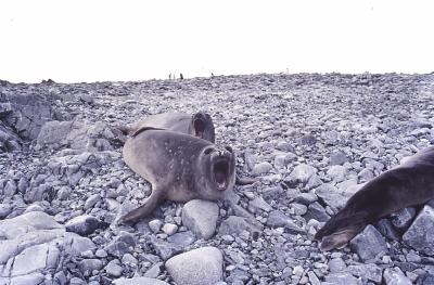 Aventuras de Igor na Antártida