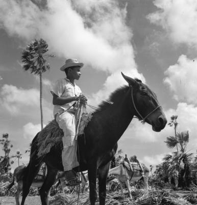 Extração e produção da Carnaúba