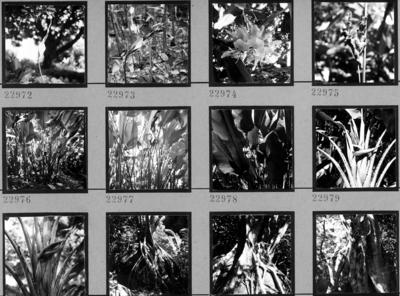 Flora no Sítio Burle Marx