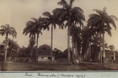 Aleia de palmeiras