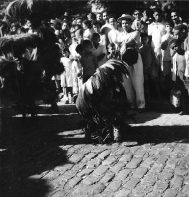 Bumba meu boi, festa popular