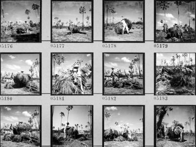 Extração e produção da Carnaúba