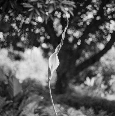 Flora no Sítio Burle Marx