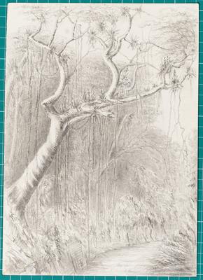 Tree on the Road to the Presidencia Petropolis July 6th 1854