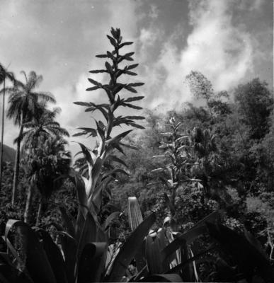 Flora do Jardim Botânico do Rio de Janeiro