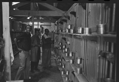 Galos usados para briga de galos