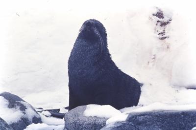 Aventuras de Igor na Antártida