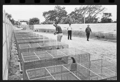Galos usados para briga de galos