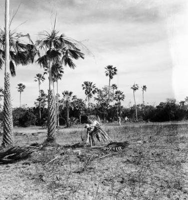 Extração e produção da Carnaúba