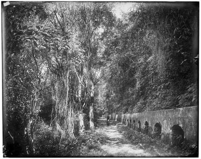 Corcovado - caminho do Aqueduto da Carioca