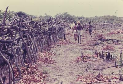 Roça no quilombo de Sibaúma