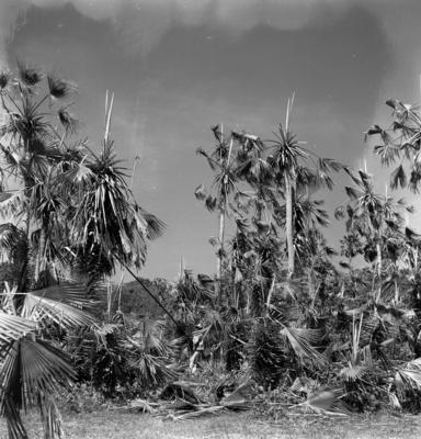 Extração e produção da Carnaúba