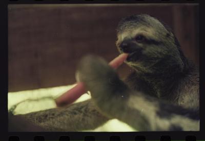 Heidi e as preguiças