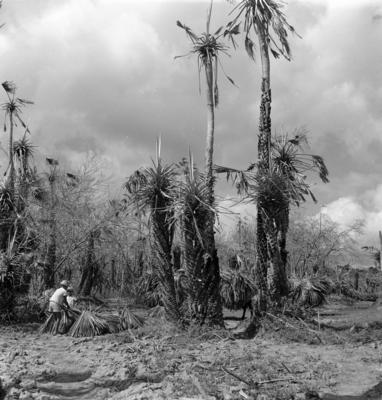 Extração e produção da Carnaúba