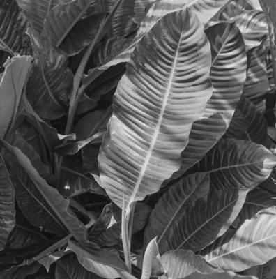 Flora no Sítio Burle Marx