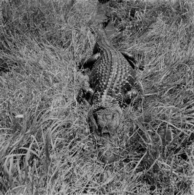 Caça de jacarés na Ilha Mexiana