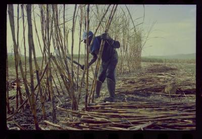 Produção de filme institucional sobre usinas de açúcar