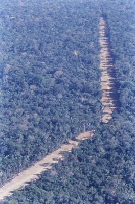 Vista aérea de estrada em meio à floresta