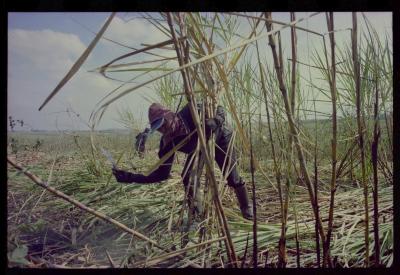 Produção de filme institucional sobre usinas de açúcar